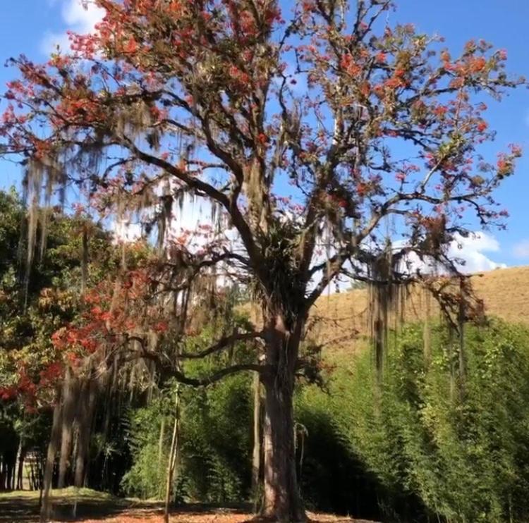 Vivenda dos Guaranys -Uma imersão na natureza - Casa Conservatória Exterior foto