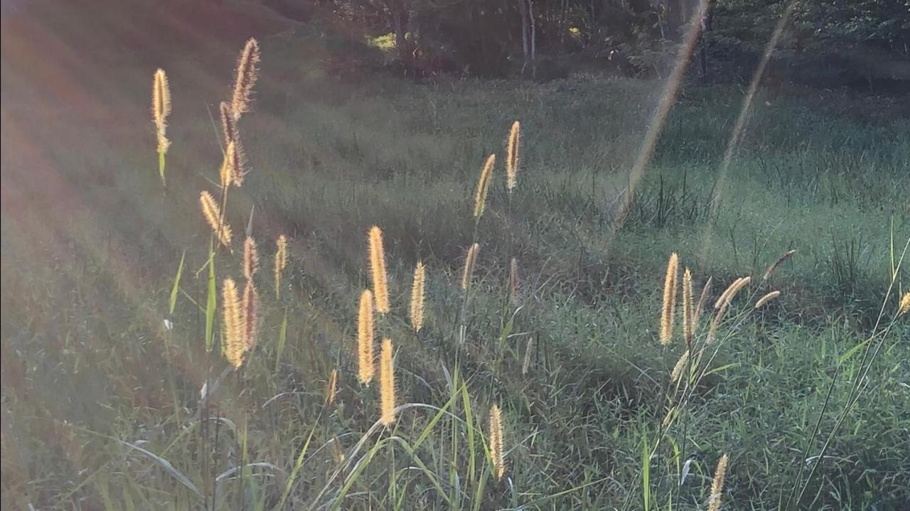 Vivenda dos Guaranys -Uma imersão na natureza - Casa Conservatória Exterior foto
